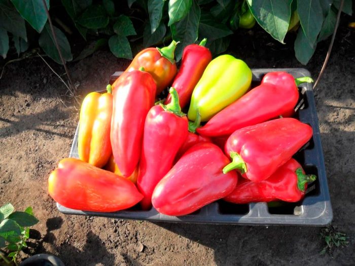 Sakupljanje i skladištenje paprika
