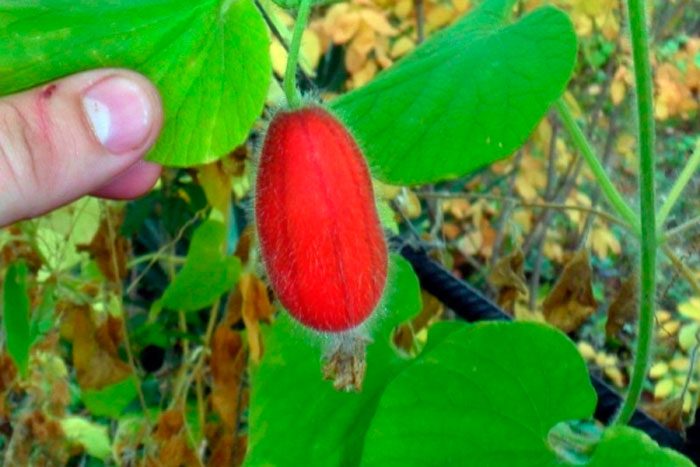 Pepino vermelho tladiant duvidoso