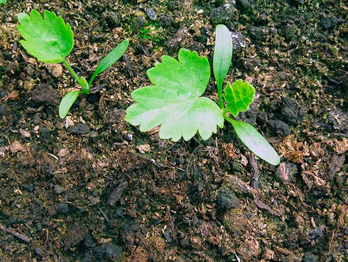 Growing parsnips from seeds
