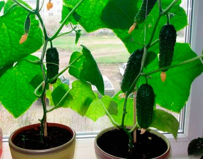 Auginate agurkus namuose