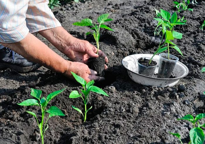 Å plante pepper i åpen mark