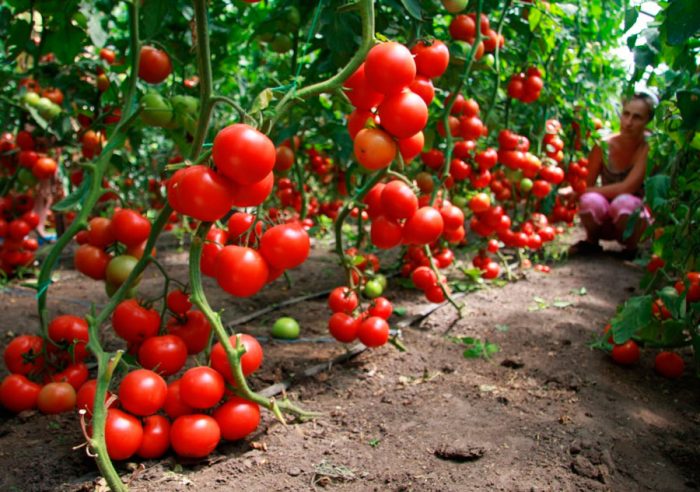 Å dyrke tomater i et drivhus