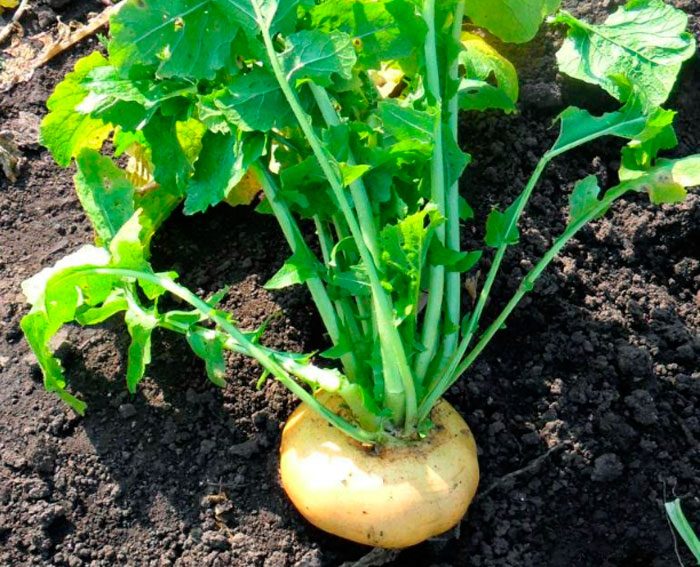 Pagproseso ng turnip