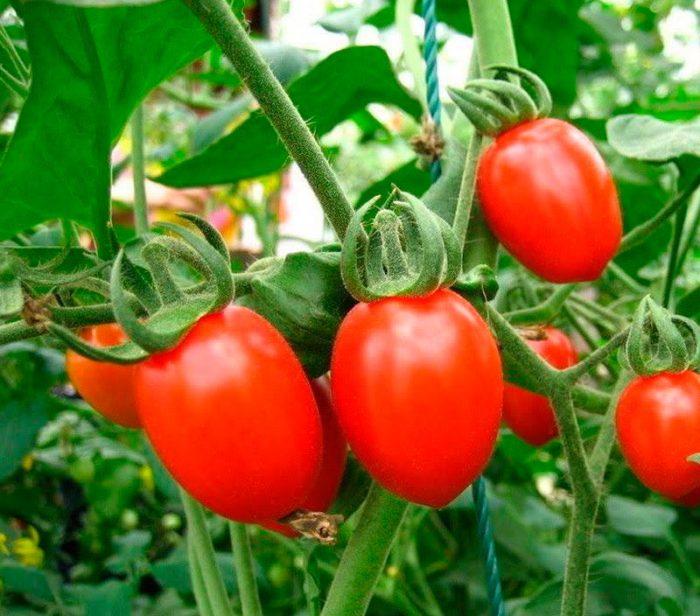 Pleie av tomat