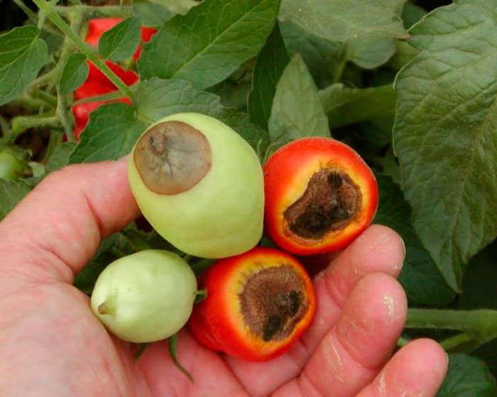 Schädlinge und Krankheiten von Tomaten