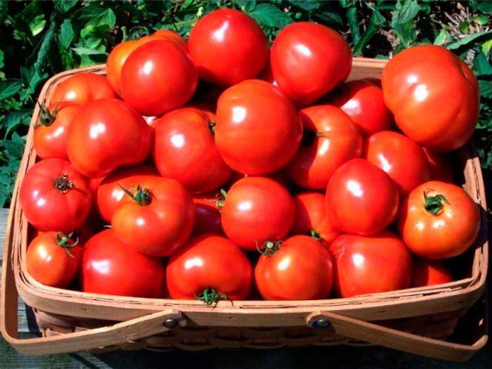 Recolección y almacenamiento de tomates