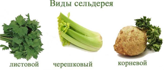 Vrste i sorte celera