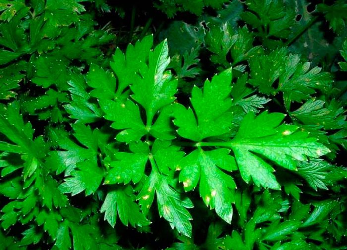 Ομαλές ποικιλίες μαϊντανού με φύλλα