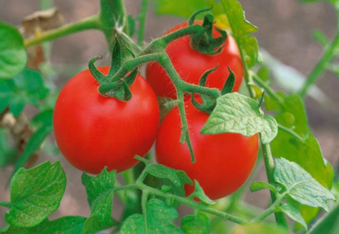 Merkmale von Tomaten