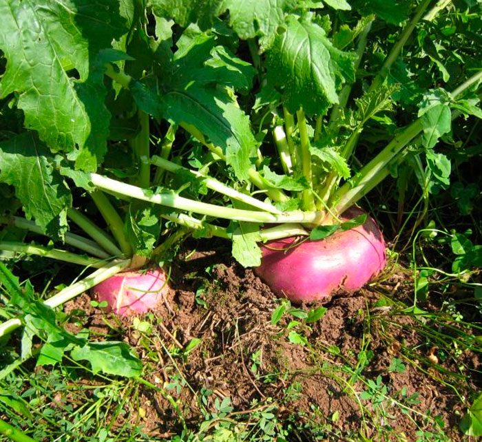 Mga turnip