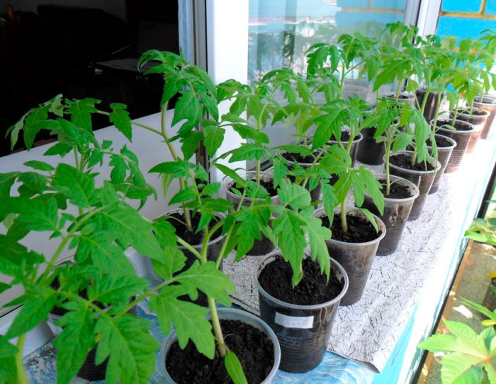 Kasvavat tomaatin taimet