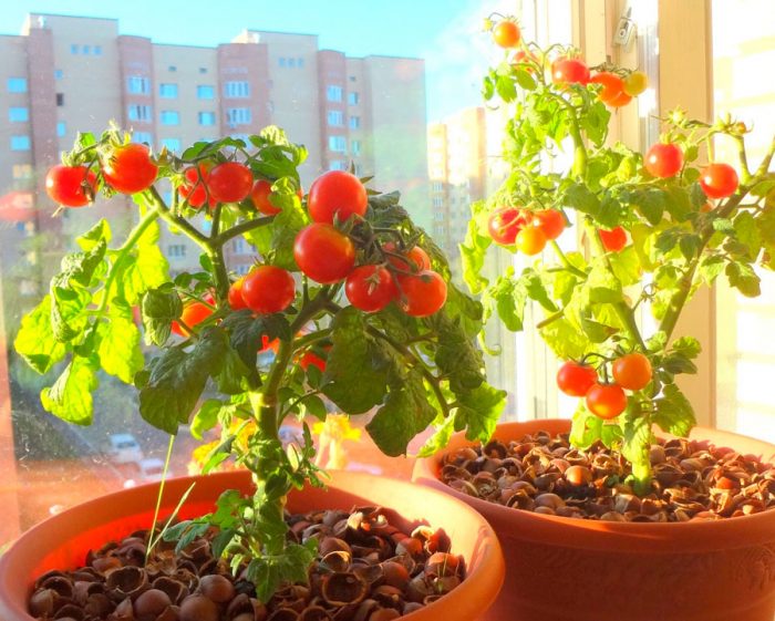 Cultivar tomates en el alféizar de una ventana