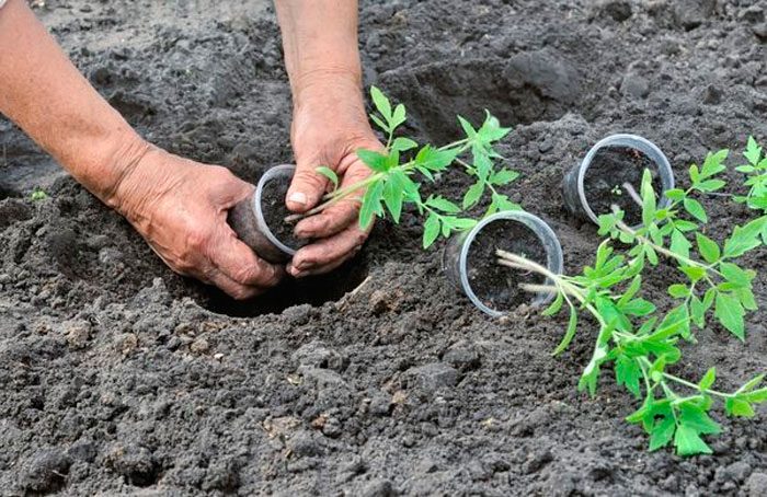 Å plante tomater i åpen mark