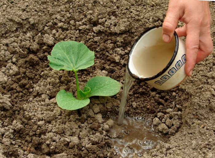 Normes per plantar en sòl obert