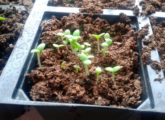 Creciendo a partir de semillas