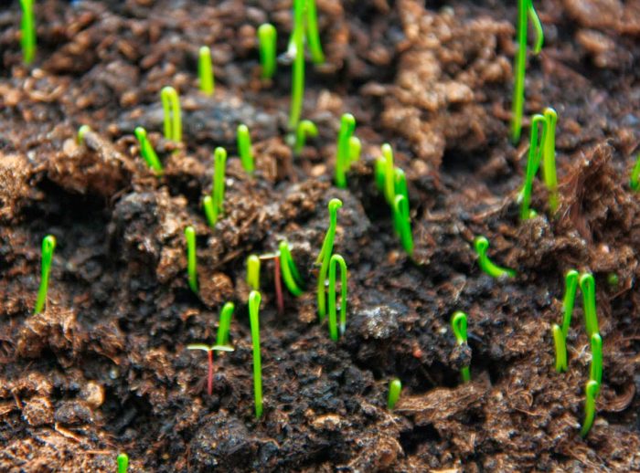Å plante koriander utendørs