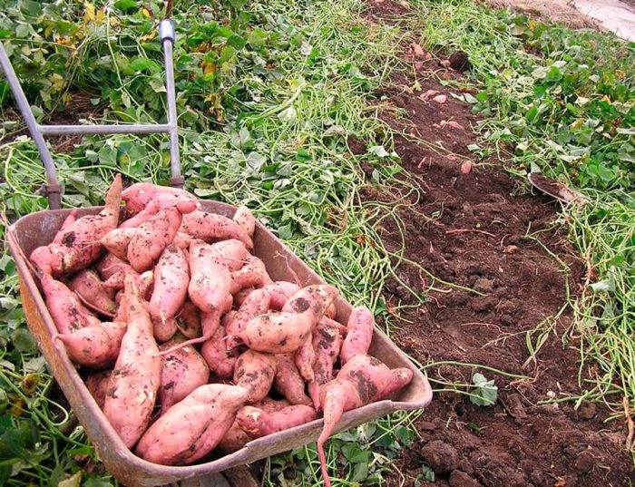 Rengøring og opbevaring af søde kartofler