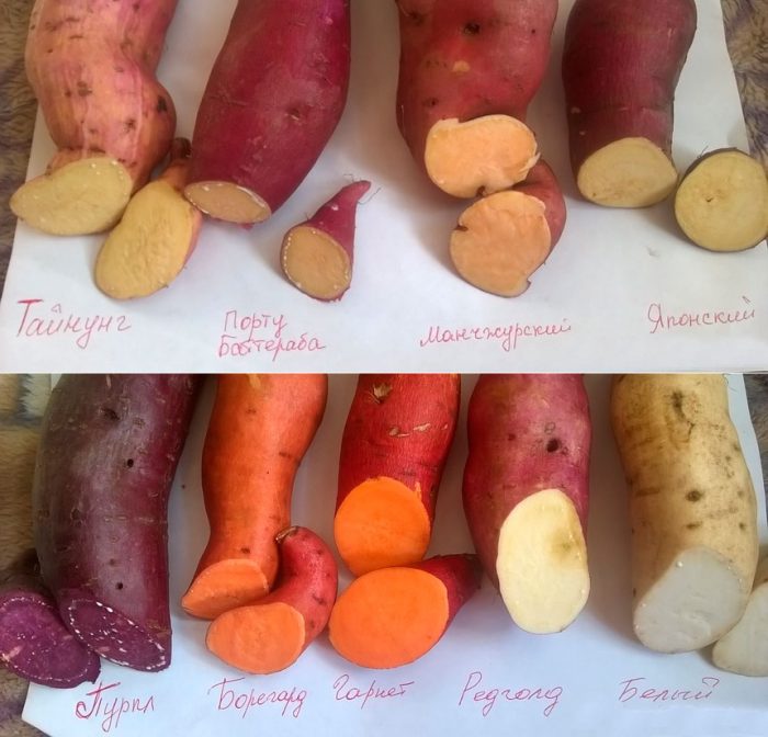 Tipos e variedades de batata-doce