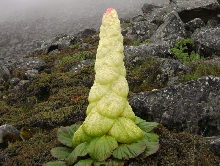 Noble rhubarbe