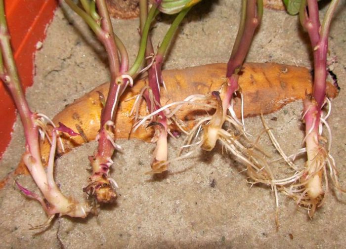 Cultivo de batata-doce a partir de sementes