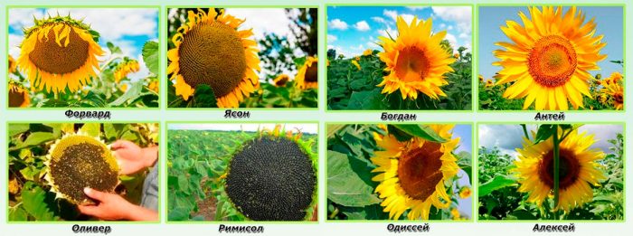 Arten und Sorten von Sonnenblumen