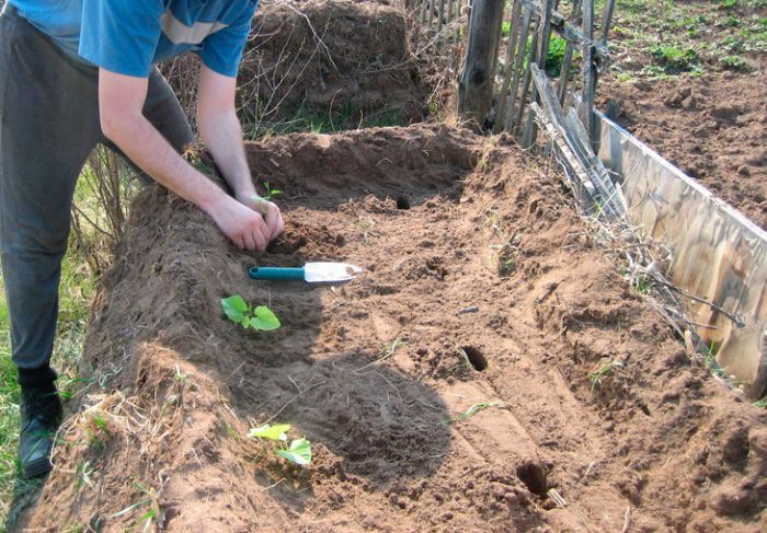 Å plante søtpoteter i åpen mark