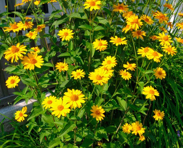 Heliopsis Sonnenblume