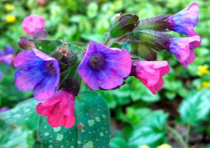 Lungwort лекарствен