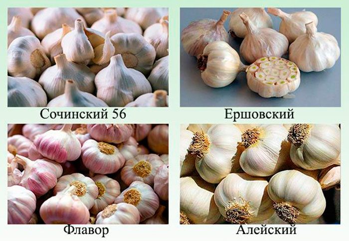 Tipos e variedades de alho primavera