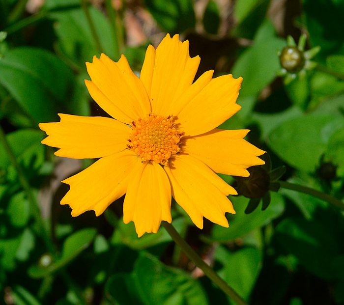 Coreopsis auriculaire