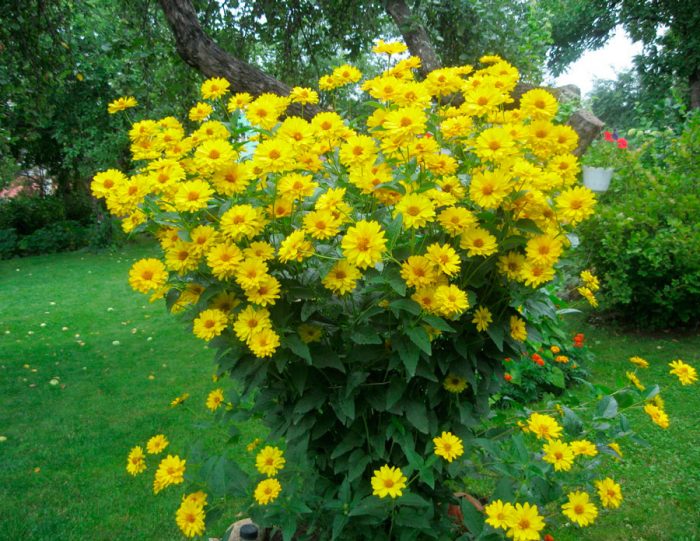Features of heliopsis
