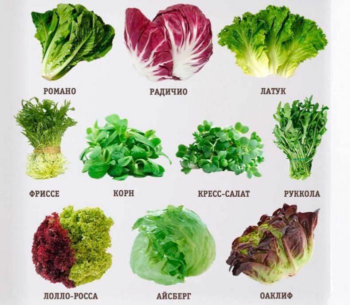 Typer og sorter af salat