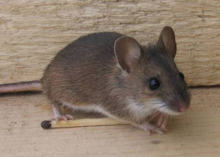 Myszy domowe