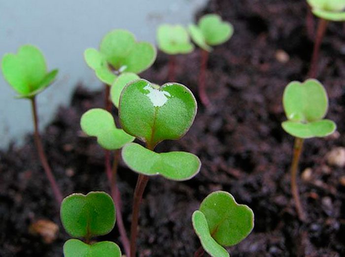 Å plante ruccola for frøplanter