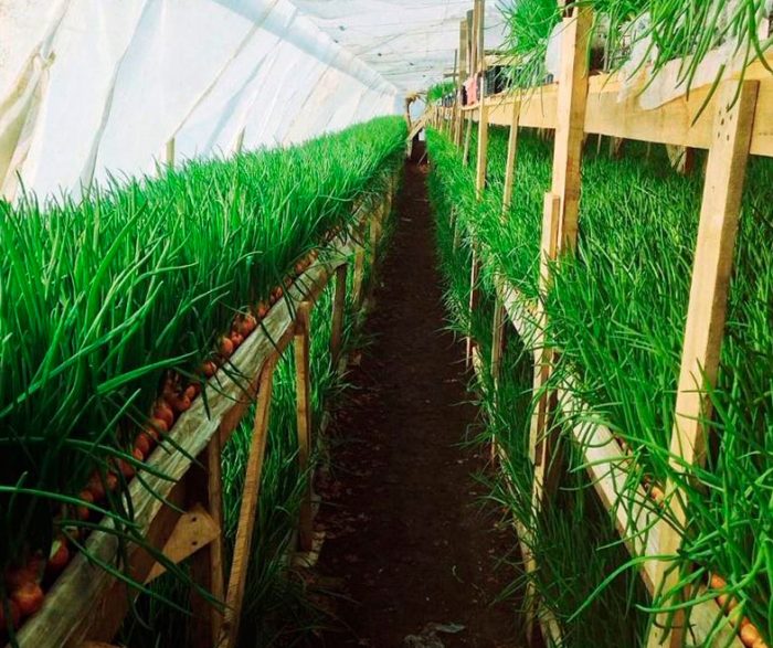 Lumalagong mga sibuyas sa isang balahibo sa isang greenhouse