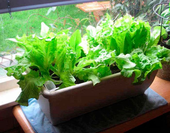Cultivar lechuga en el alféizar de una ventana
