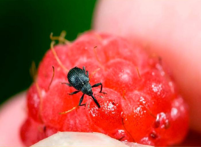 Raspberry weevil