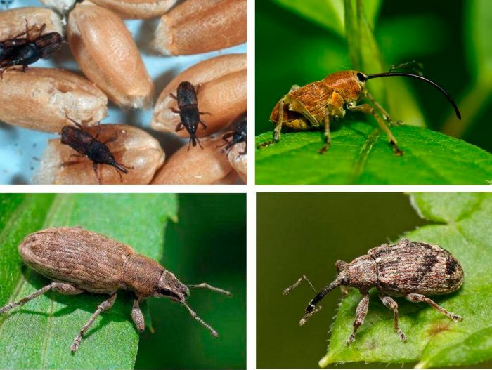 How to get rid of weevils