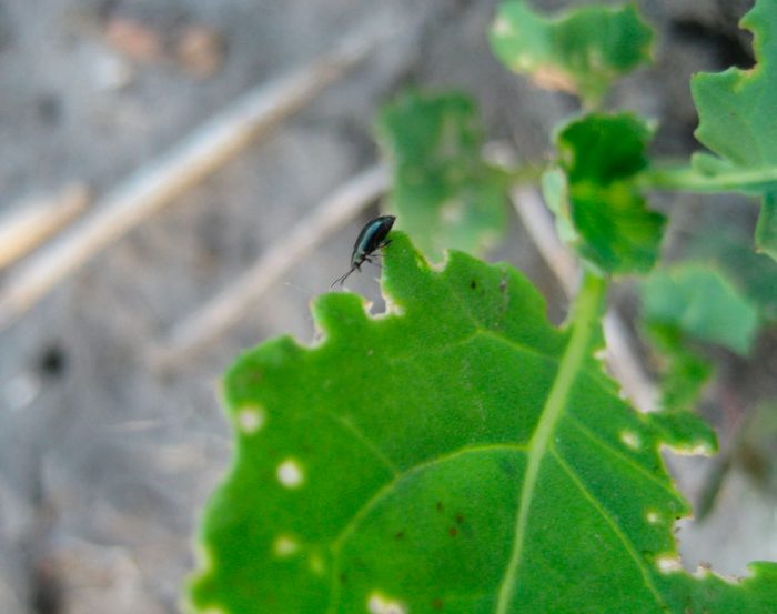 Cruciferous flea