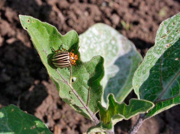 Kumbang kentang Colorado pada terung