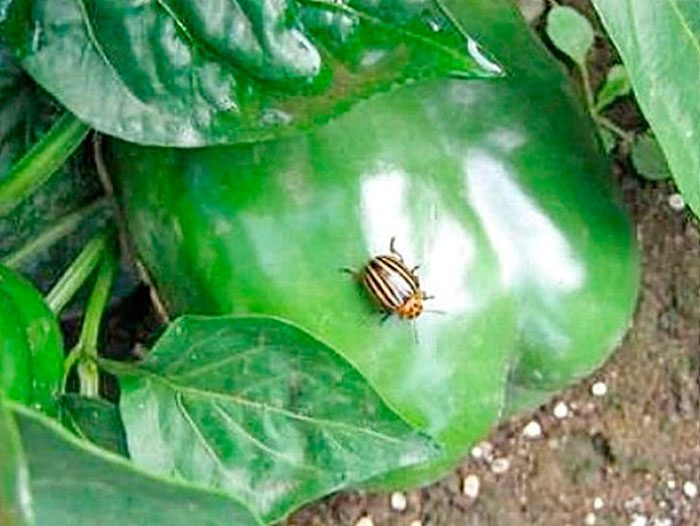 Colorado Patates böceği biber üzerinde