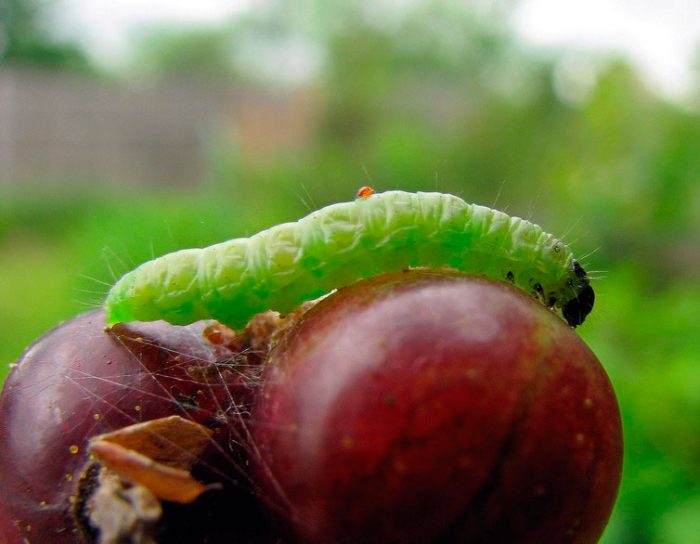 Currant leafworm