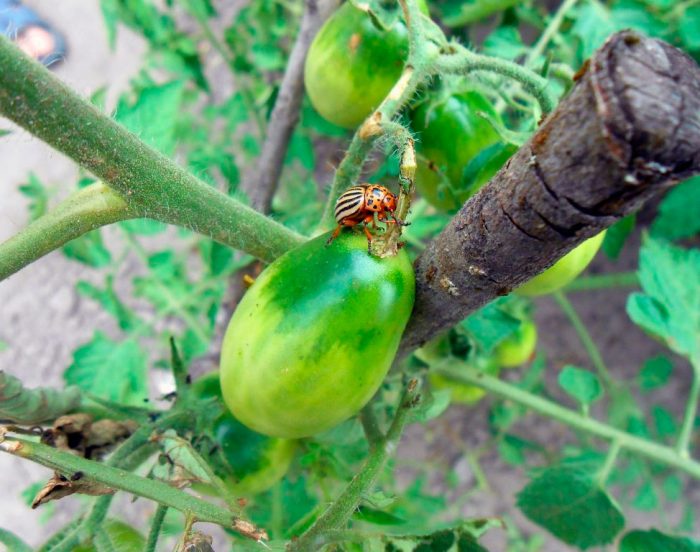 Колорадски бръмбар от картофи върху домати