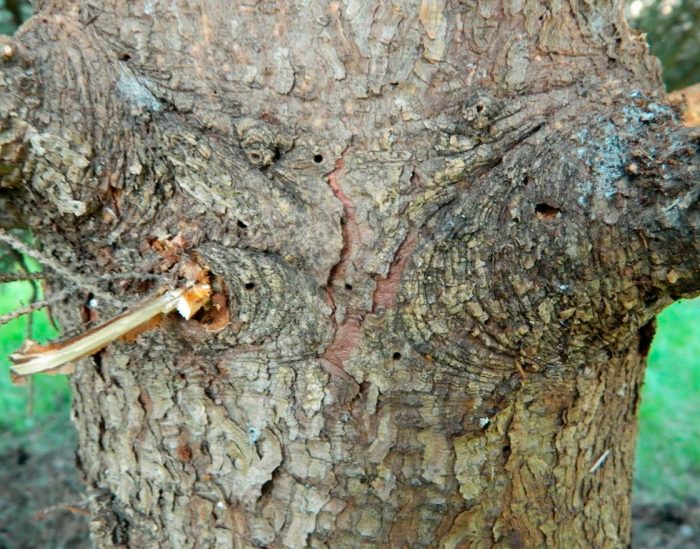 árbol afectado por escarabajo de la corteza