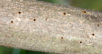 Kumbang kulit kayu