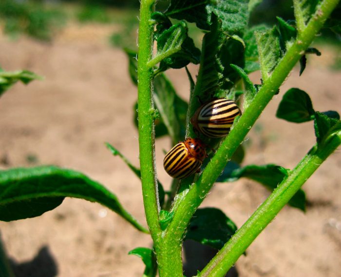 Cara untuk mengatasi kumbang kentang Colorado