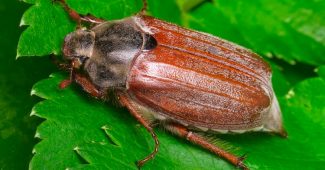 May beetle (Chruszcz)