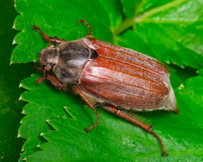 Può beetle (Khrushch)
