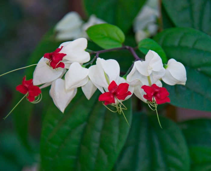 Clerodendrum של תומסון