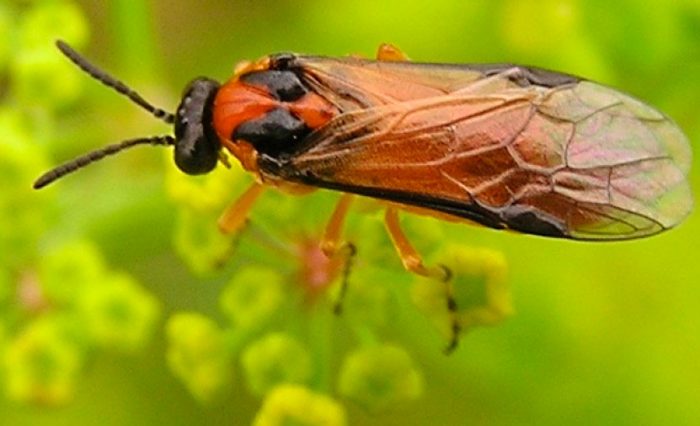 Rapeseed sawfly